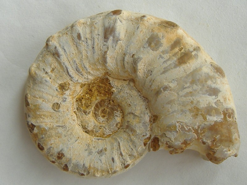 AMMONITE 9